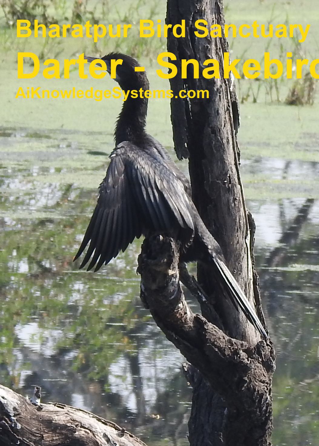 Darter - Snakebird (25) Coming Soon